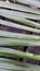 Yucca leaves spikes grass green nature natural wet