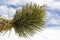 A Yucca near Death Valley