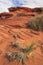 Yucca and other desert plants. The Rock formation in the Glen canyon, sandstone formations