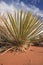 Yucca and other desert plants. The Rock formation in the Glen canyon, sandstone formations