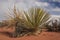 Yucca and other desert plants. The Rock formation in the Glen canyon, sandstone formations