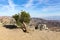 Yucca palm in Joshua Tree National Park, San Andreas Fault, Cali