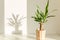 Yucca palm in a straw pot and shadows on a white wall