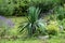 Yucca perennial tree plant with long evergreen sword shaped leaves growing in home garden surrounded with grass and other plants