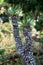 Yucca perennial tree plant with long evergreen tough sword shaped leaves on top of two thick branches growing in local home garden