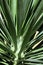 Yucca Plant