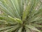 Yucca Plant