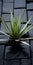 Yucca Plant On Black Shingle: Tabletop Photography With Sustainable Design