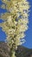 Yucca plant bloom against blue sky