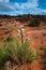 Yucca Plant Blossom Escalante National Park Utah Landscape