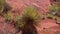 Yucca plant, Canyonlands, Moab Utah