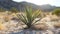 Yucca Plant in the Desert. Blurred Background