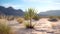 Yucca Plant in the Desert. Blurred Background