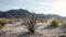 Yucca Plant in the Desert. Blurred Background