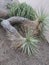 Yucca plant in foreground growing on the ground in Arizona.