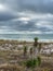 Yucca plant at Henderson State Park Beach in Destin, Florida.