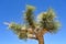 Yucca plant in Joshua tree national park