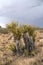 Yucca plant in the Mojave Desert National Park