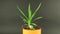 Yucca plant in orange flowerpot on black background. Yucca plant rotates on chroma key background