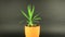 Yucca plant in orange flowerpot on black background. Yucca plant rotates on chroma key background