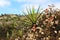 A yucca plant with other native plants