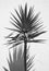 Yucca plant over a white wall with shadow. Spain