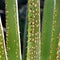 Yucca plant in the sun