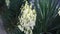 Yucca plant .white exotic flowers with long green leaves