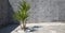 Yucca in a planter in a corner of the garden with walls and soil of printed concrete