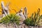 Yucca plants and dried cactus stalks against a yellow wall