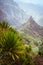 Yucca plants growing on the arid ground along trekking path way towards mountain peak of Xo-xo valley. Santo Antao
