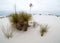 Yucca plants at White Sands