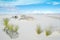 Yucca Plants - White Sands Nat Park Landscape