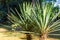 Yucca plants or Yucca gloriosa with long thin sword shaped leaves