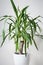 Yucca Potted Plant on a white background