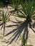 Yucca with shadow