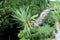 Yucca single perennial tree with partially dried leaves growing sideways in local garden surrounded with other trees and plants in