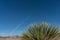 A Yucca and the southwestern clear blue sky.