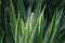 Yucca Spanish dagger flowers.