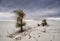 Yucca Stand Peacefully In Stormy Day In White Sands National Monument