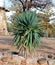 Yucca with Stone Bed