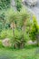 Yucca tree on a background of stones