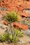 Yucca Tree in Desert Landscape