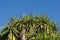 Yucca tree leaves against summer clear sky in south of France