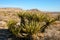 Yucca Tree in the Mountains, Joshua Tree National Park