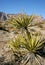 Yucca Tree in the Mountains, Joshua Tree National Park