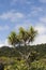 Yucca tree in wild landscape