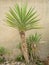 Yucca trees