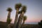 Yucca Trees