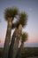 Yucca trees